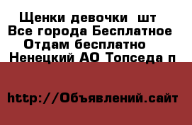 Щенки девочки 4шт - Все города Бесплатное » Отдам бесплатно   . Ненецкий АО,Топседа п.